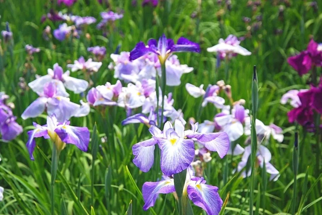 image009.jpg